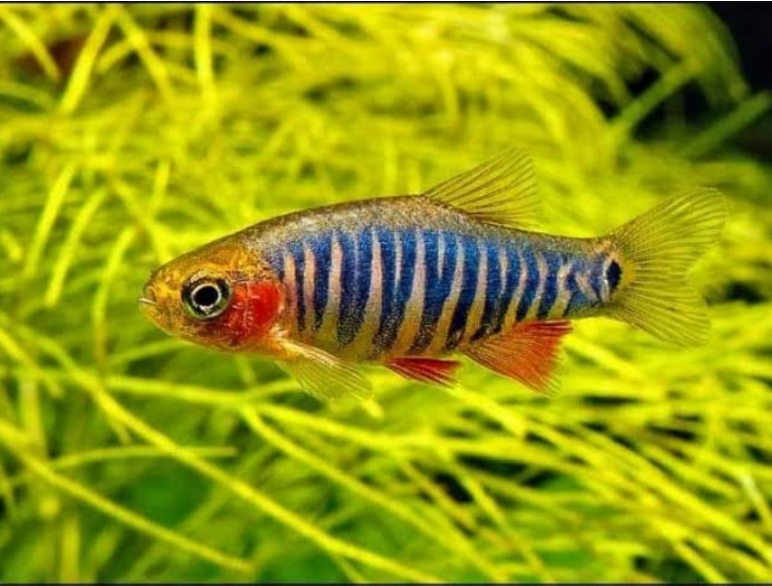 Emerald Rasbora